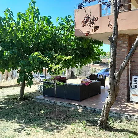 Mulberry Tree