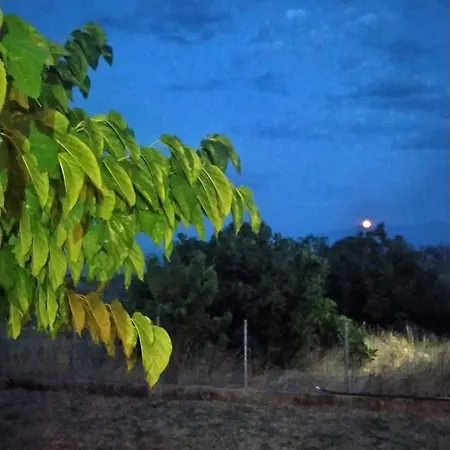 Mulberry Tree * 아이아 아나