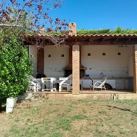 Mulberry Tree