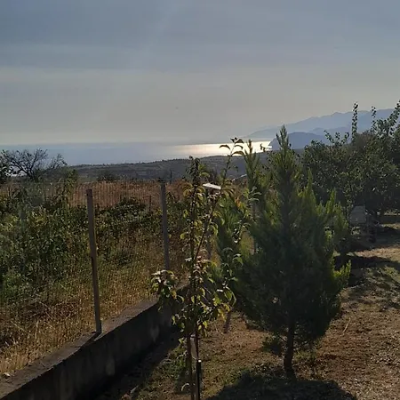 Mulberry Tree *