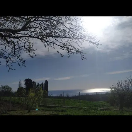 Mulberry Tree * 아이아 아나